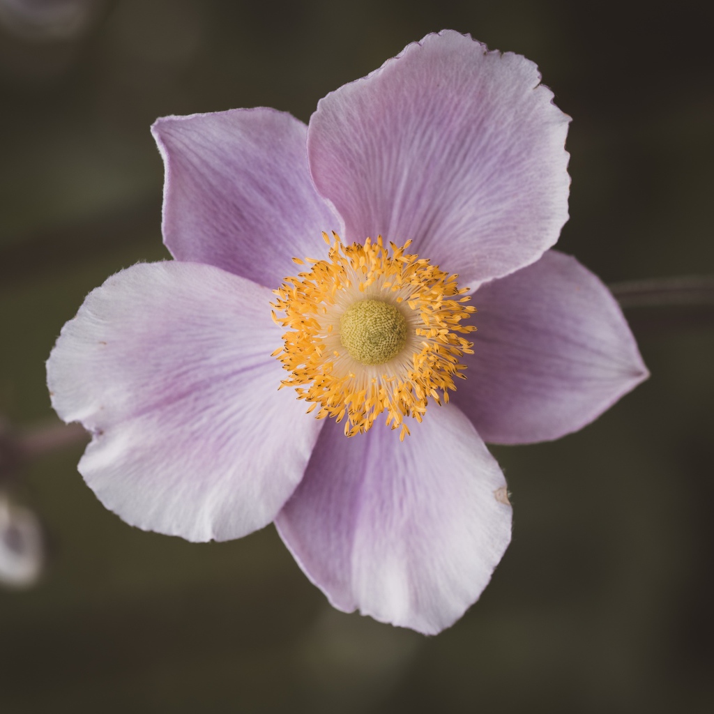 Розовый нежный цветок анемона крупным планом