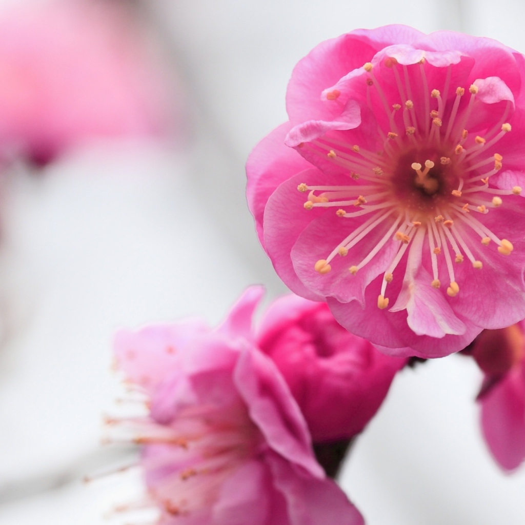 Розовый нежный цветок крупным планом