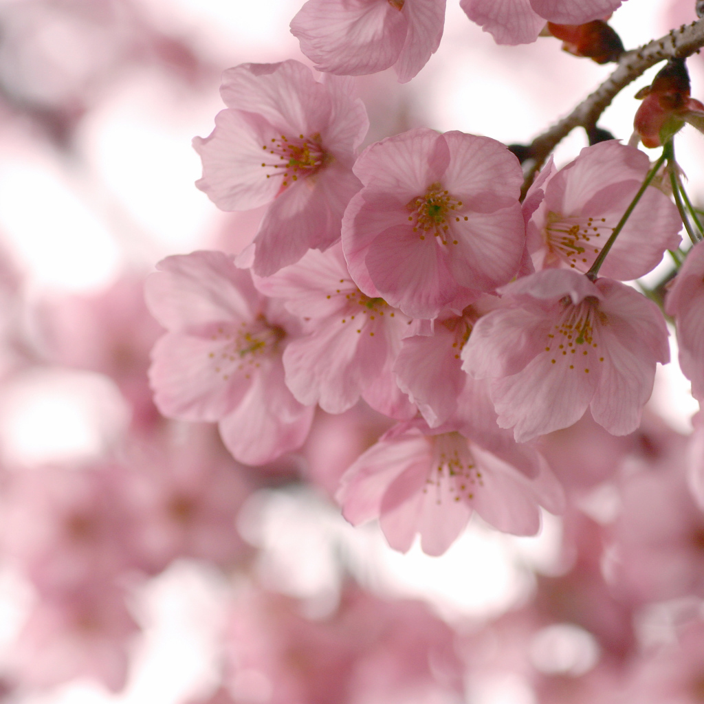 Розовые нежные цветы на ветке весной 