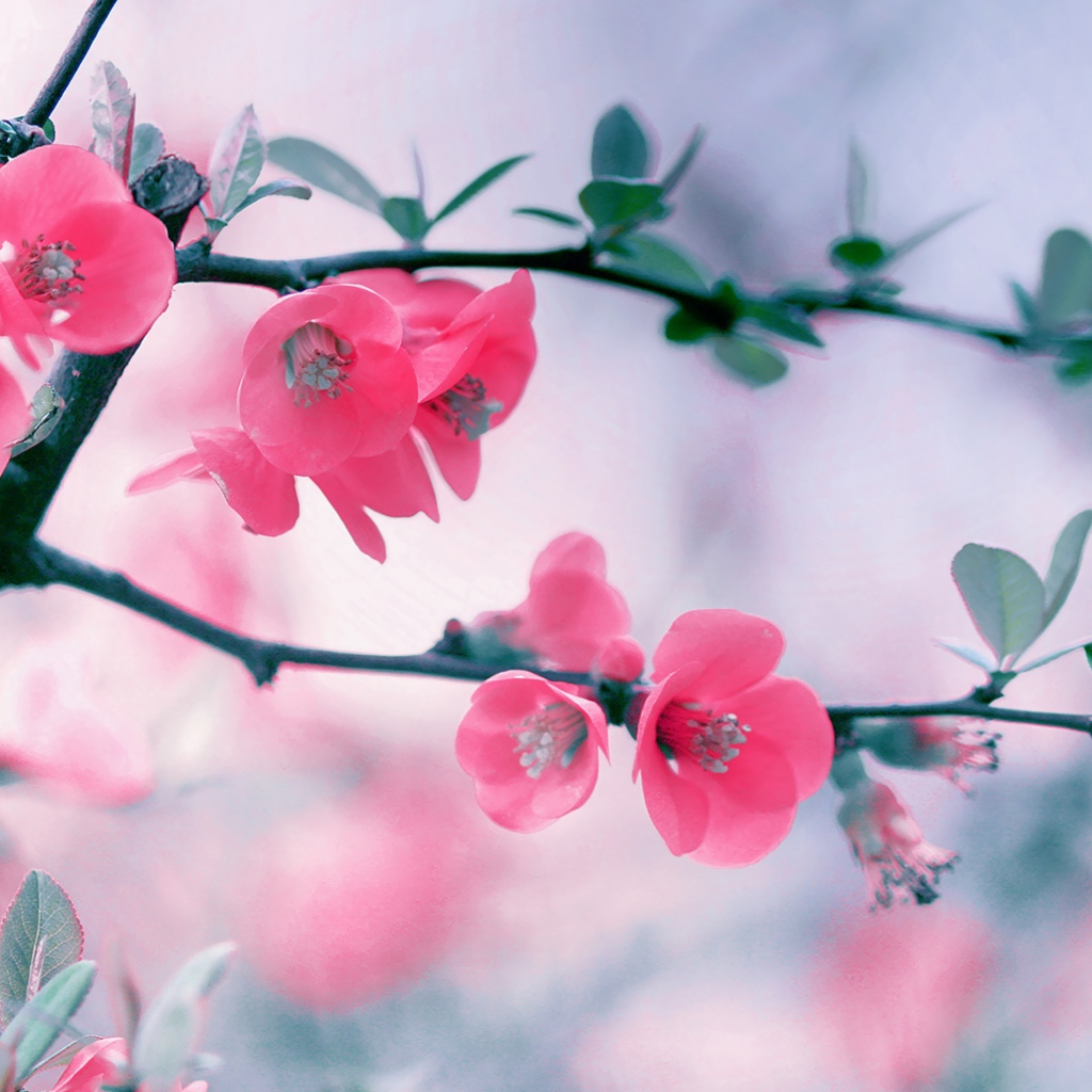 Розовые нежные цветы с зелеными листьями на ветке 