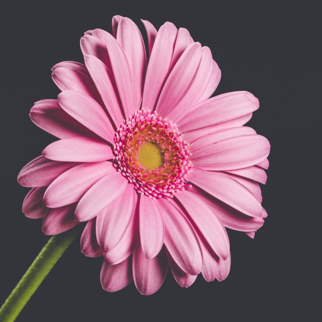 Розовый нежный цветок герберы на сером фоне