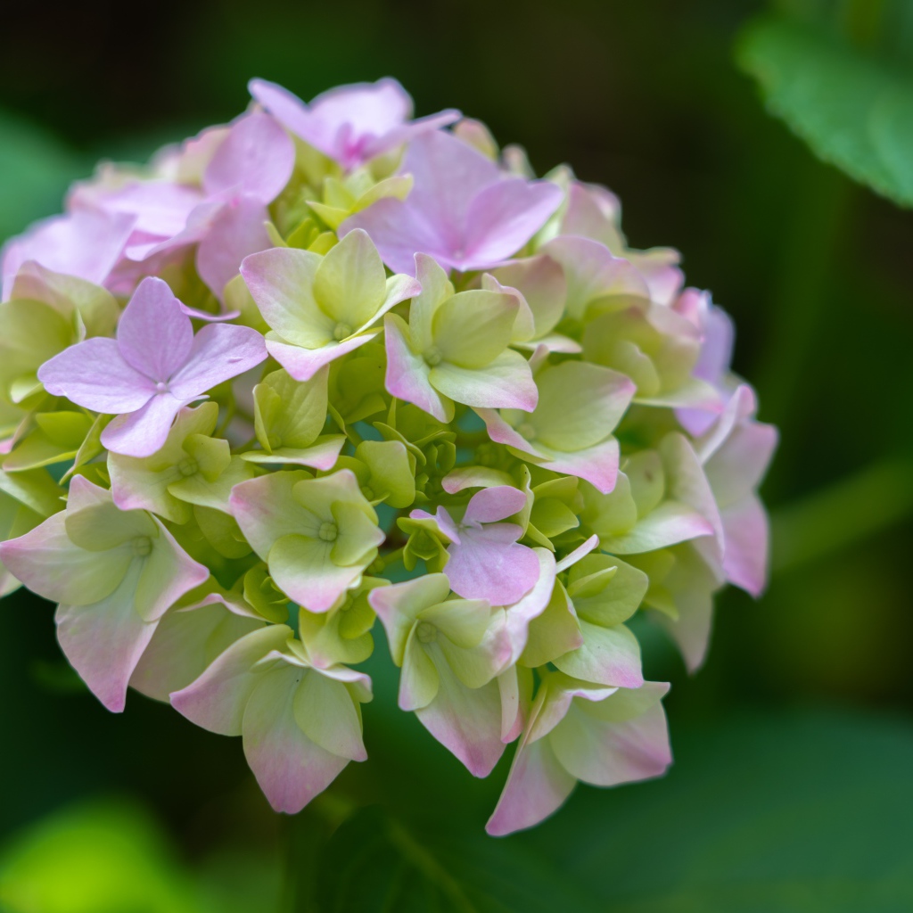 Розовые нежные цветы гортензии в зеленых листьях 