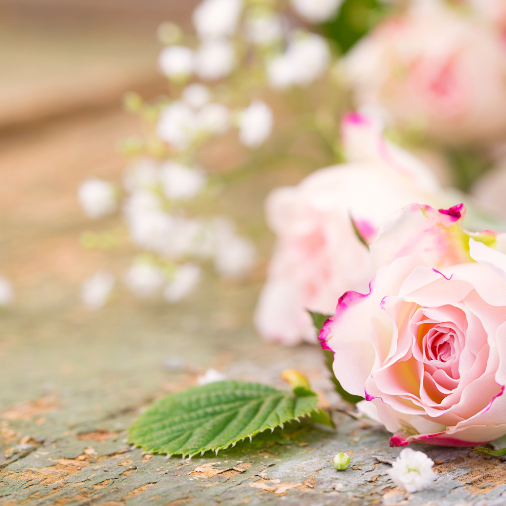 Розовый цветок нежной розы на столе 