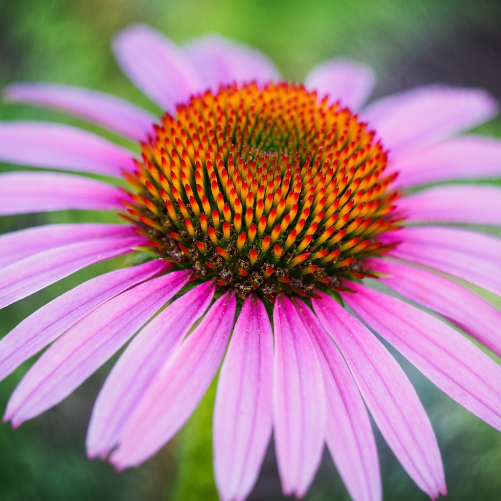 Розовый цветок эхинацеи с оранжевой серединкой