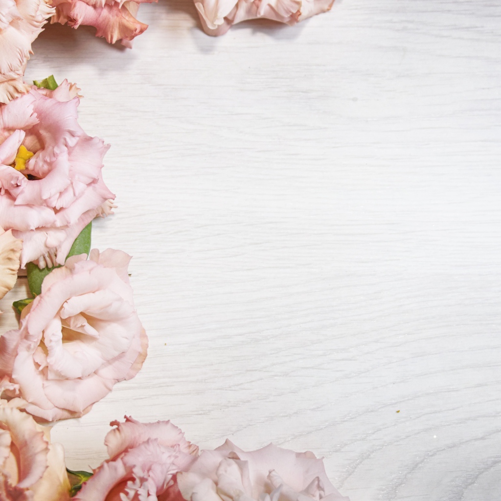 Розовые цветы эустомы на шаблоне для открытки 