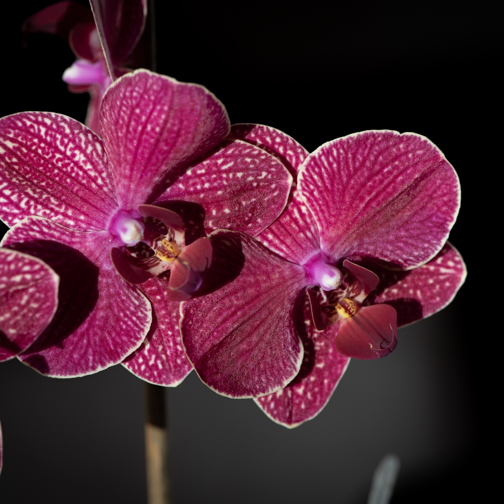 Розовые экзотические орхидеи крупным планом