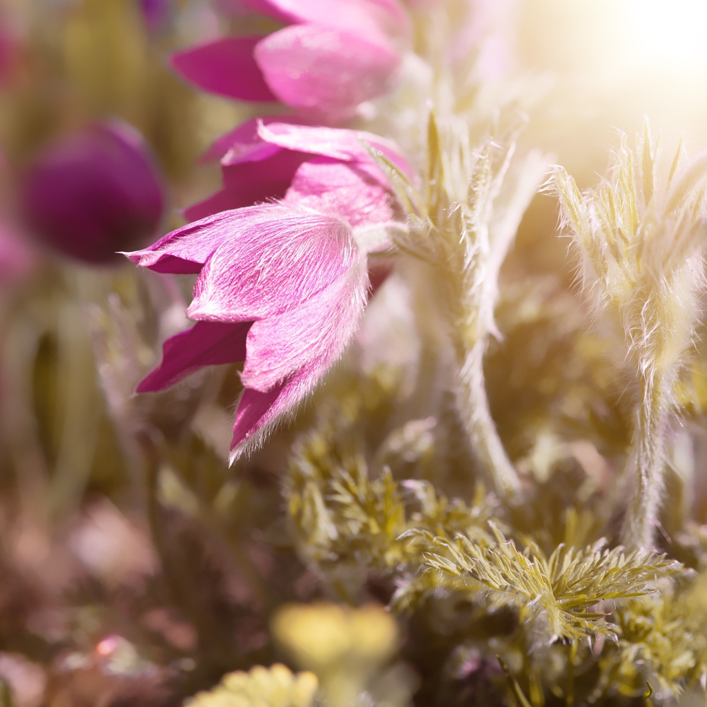 Розовые цветы прострел в поле в лучах солнца