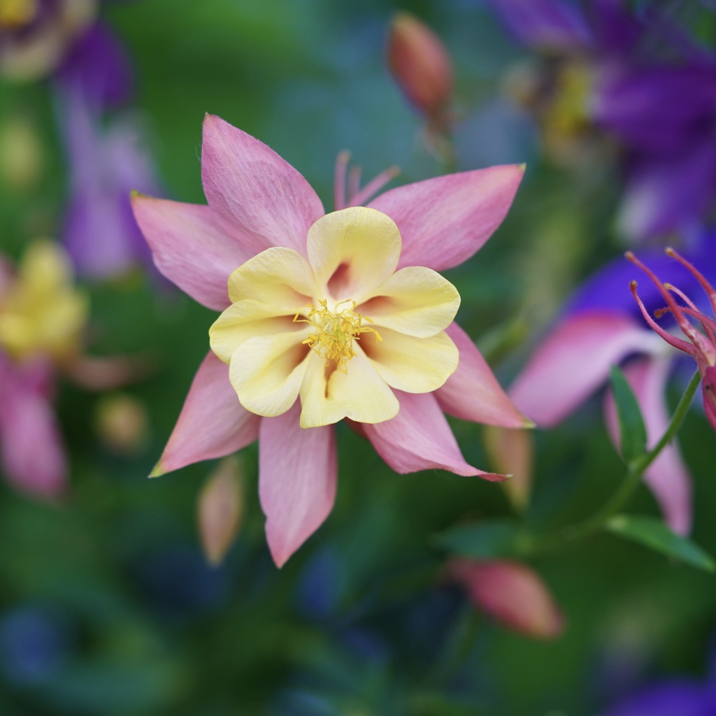 Розовые цветы водосбор крупным планом