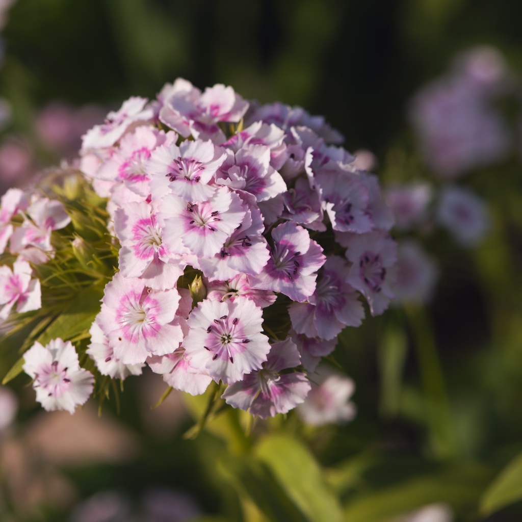 Розовые цветы розовой гвоздики в лучах солнца 