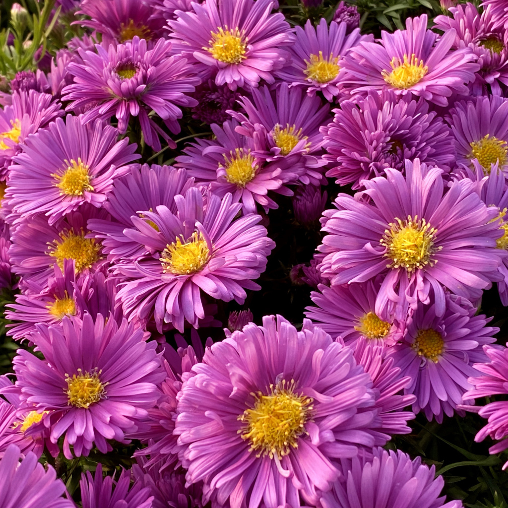 Розовые цветы сентябринки крупным планом