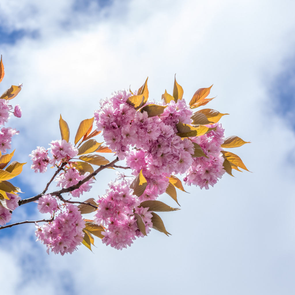 Розовые цветы на ветке на фоне неба с белыми облаками