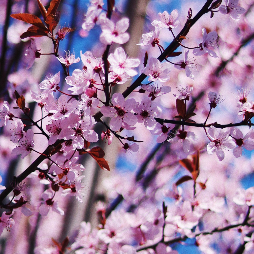 Розовые цветы на дереве весной 