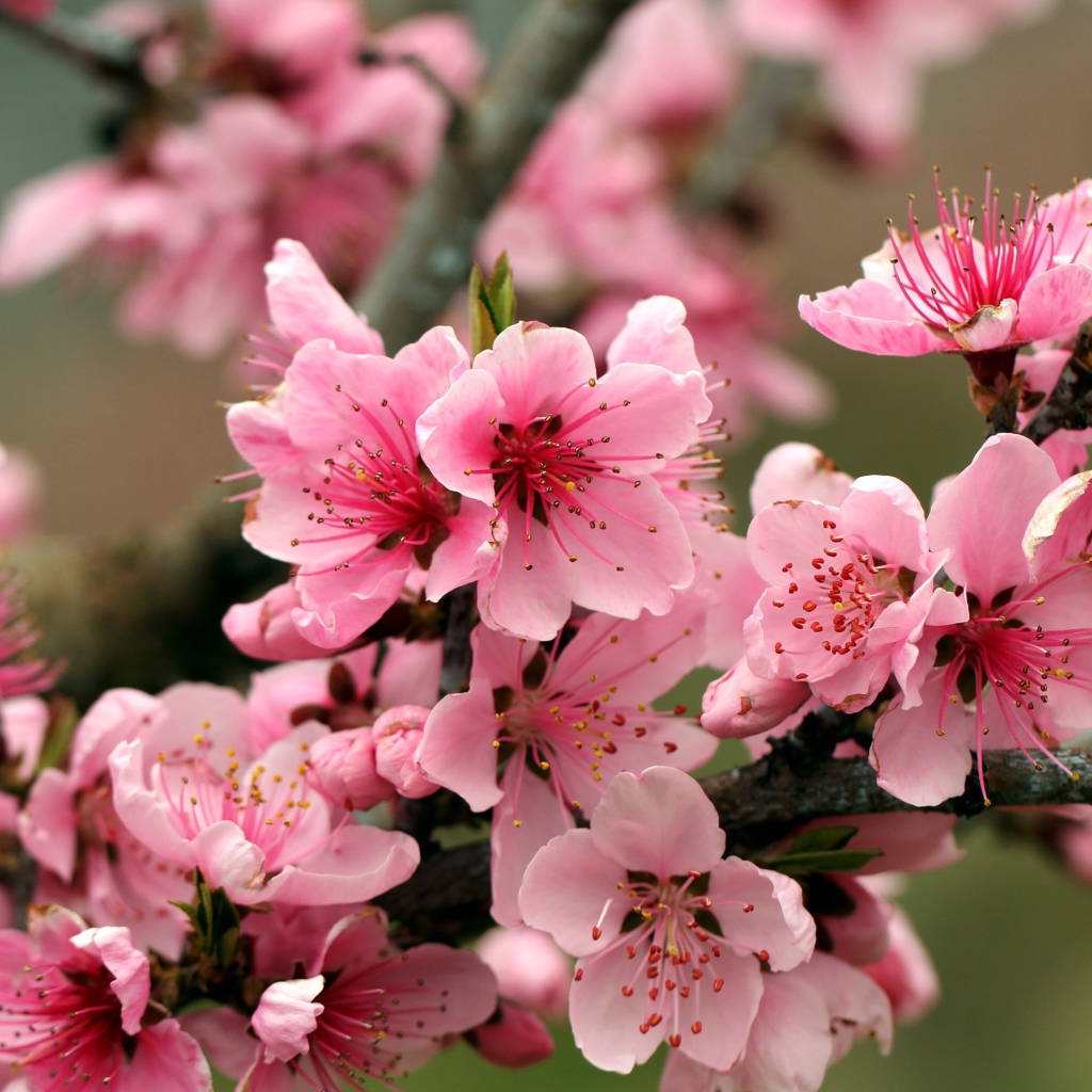 Розовые цветы на ветках дерева 