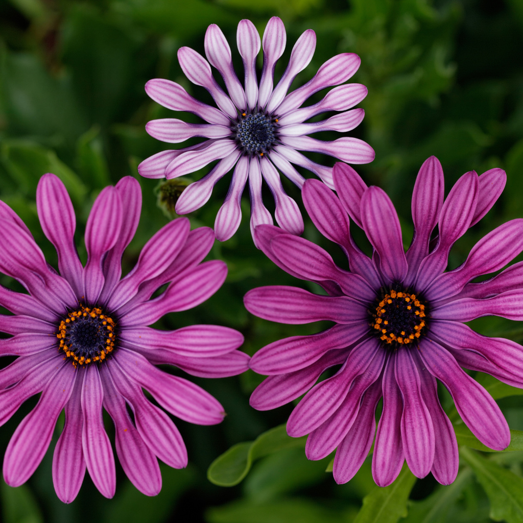 Розовые цветы остеоспермум крупным планом 