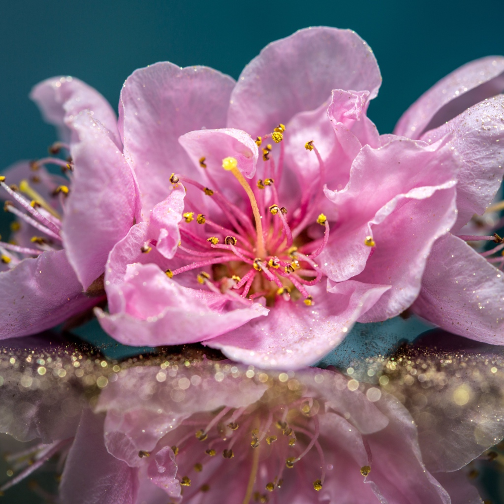 Розовые цветы отражаются в поверхности