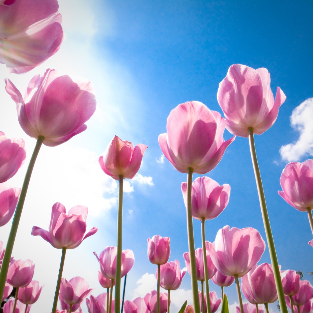 Розовые цветы тюльпаны на фоне голубого неба 