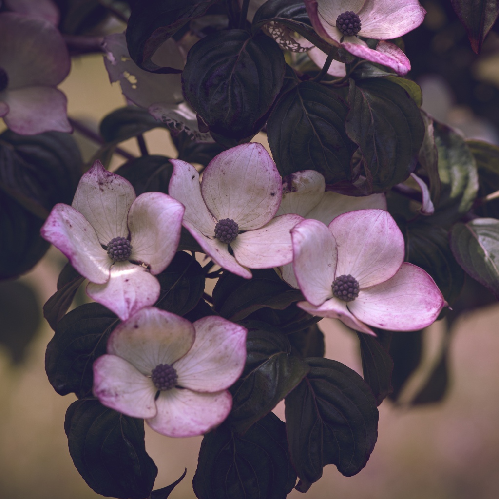 Розовые цветы с зелеными листьями на дереве 