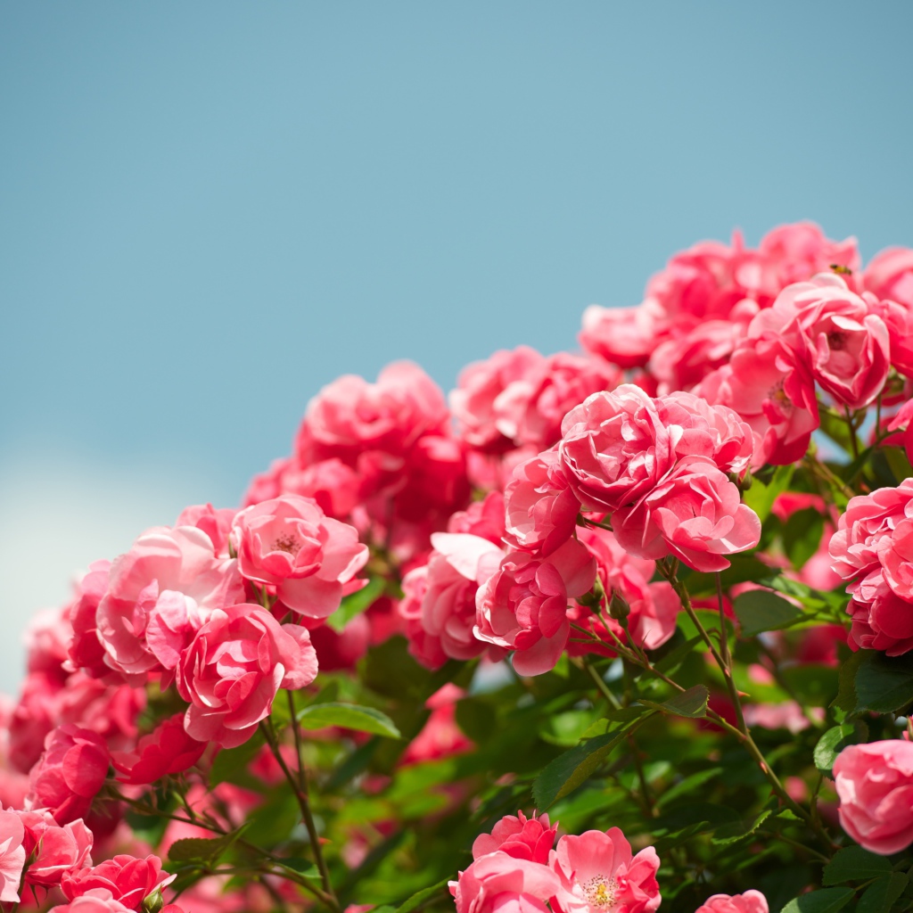 Розовые садовые цветы розы на фоне голубого неба 