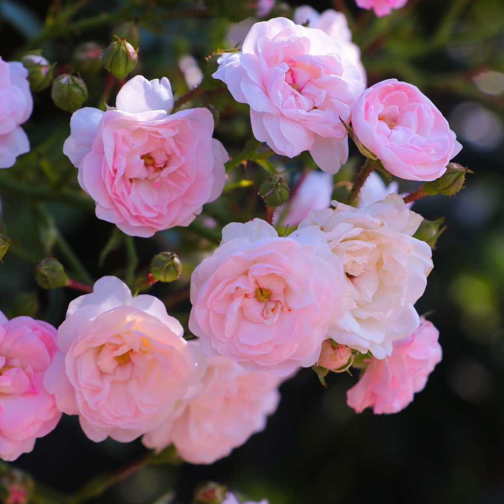 Розовые цветы садовой розы на клумбе 