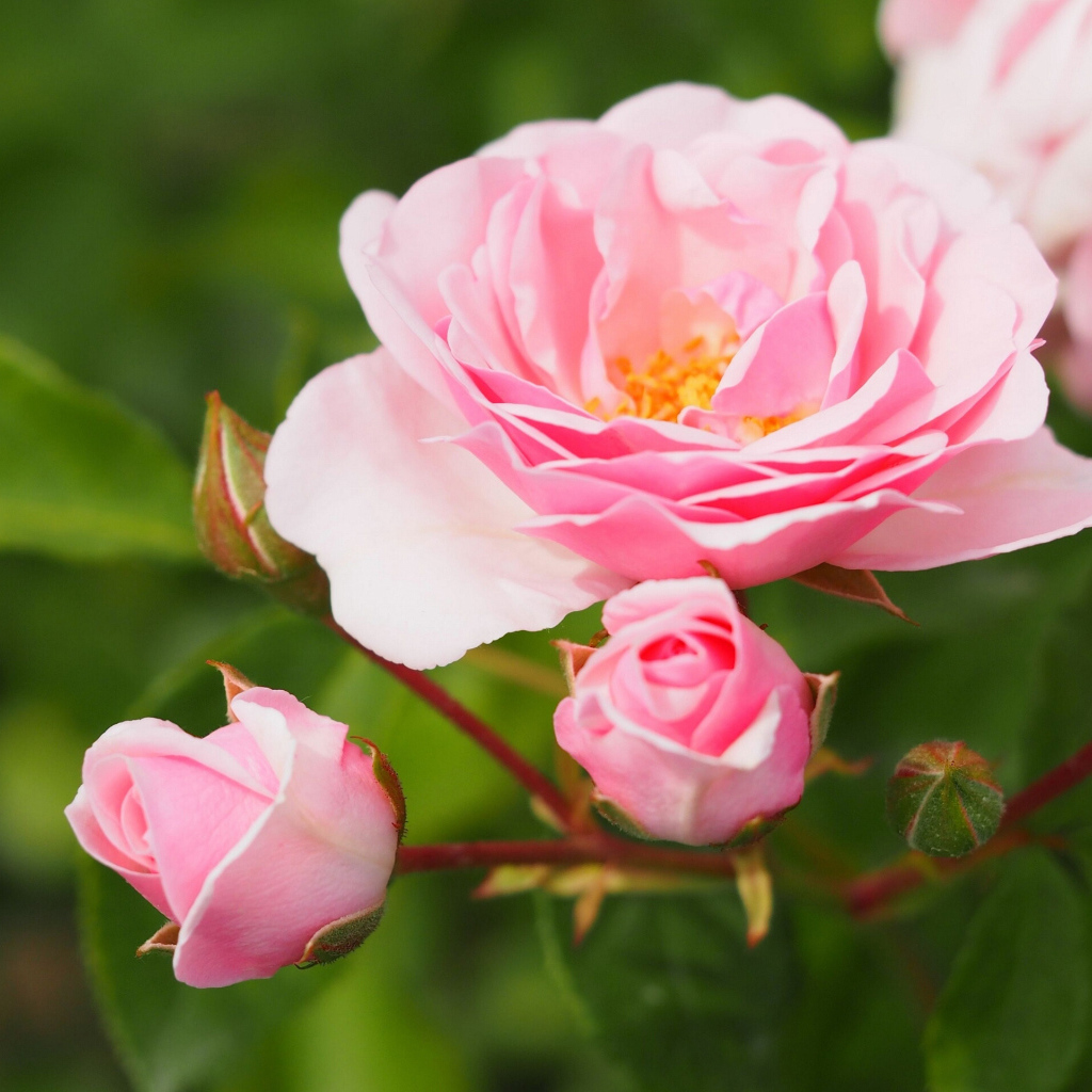 Розовая садовая роза с бутонами на клумбе