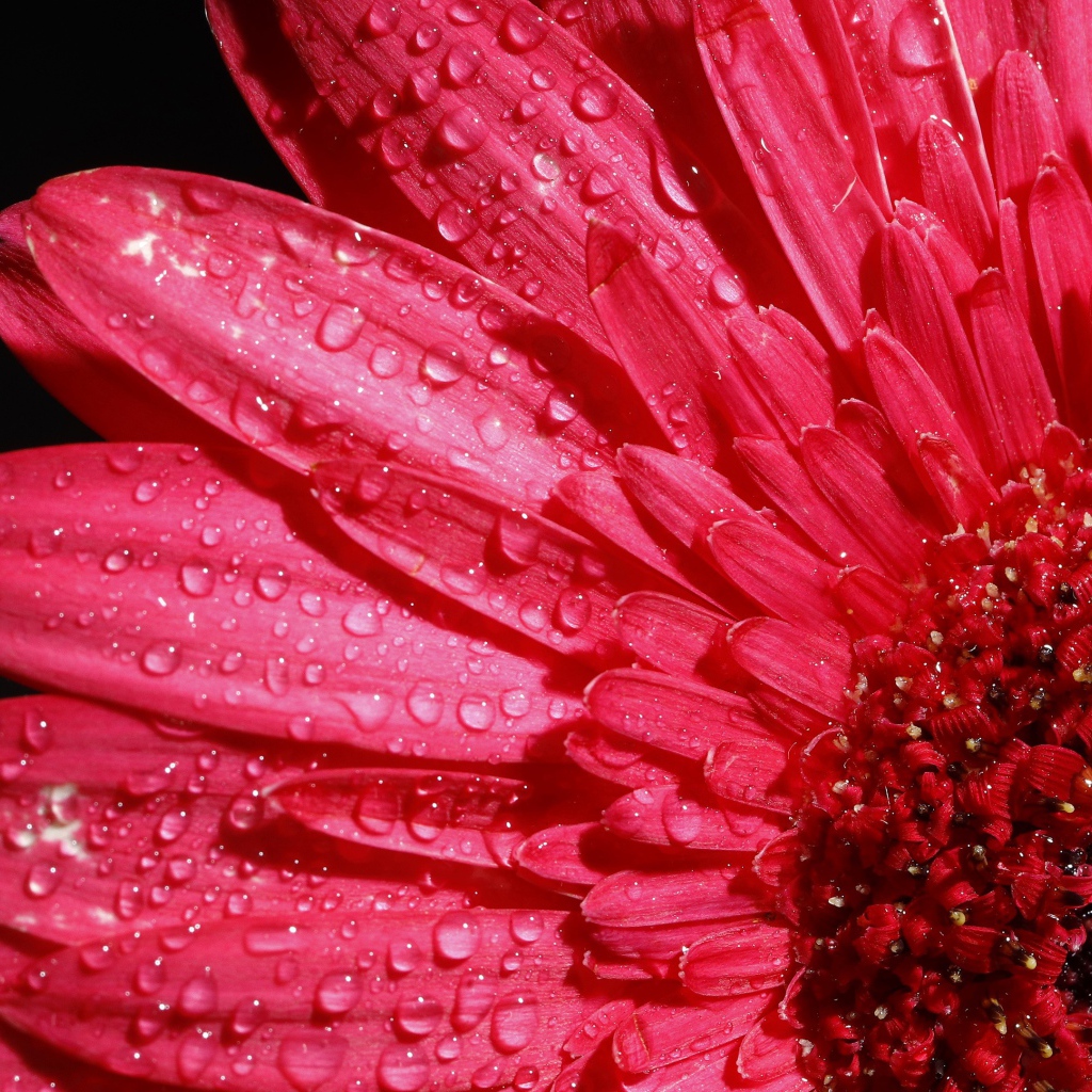 Розовый цветок герберы в каплях росы на черном фоне