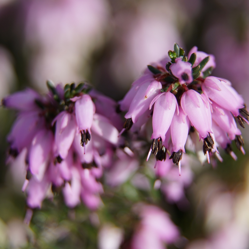 Розовые цветы вереск крупным планом