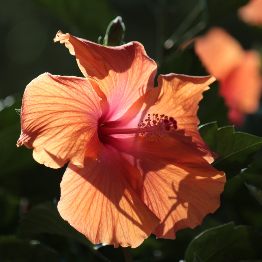 Розовый цветок гибискуса в лучах солнца на клумбе 