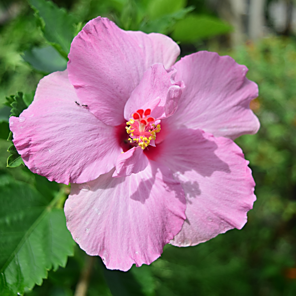 Розовый цветок гибискуса на клумбе крупным планом