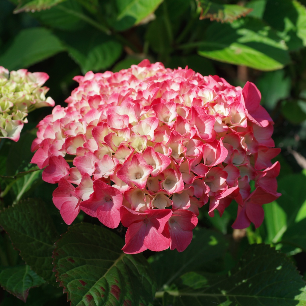 Розовая гортензия на клумбе в лучах солнца