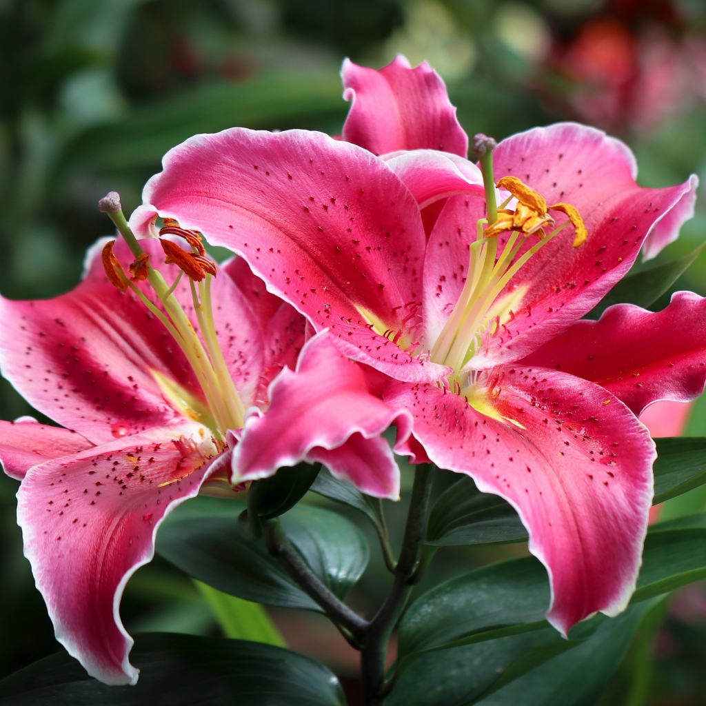 Розовые лилии на клумбе крупным планом 