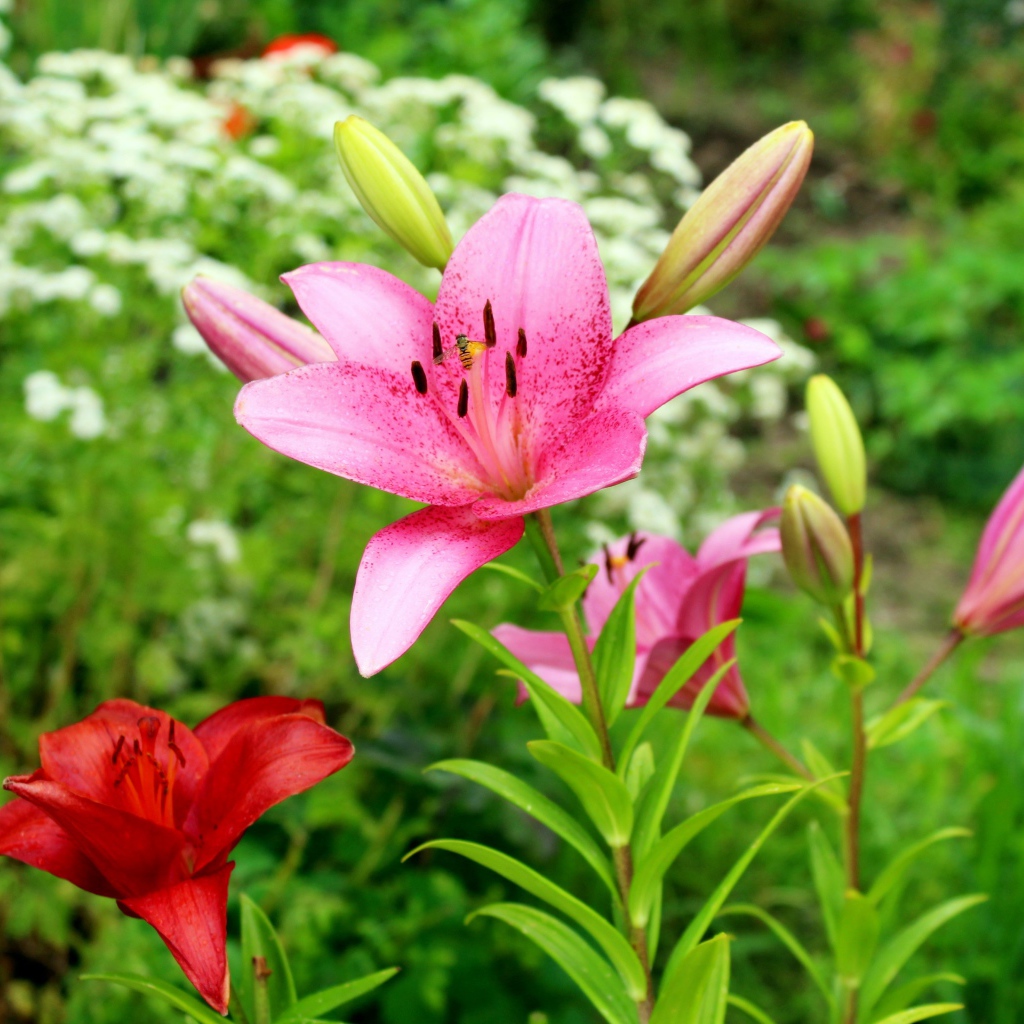 Розовые лилии с бутонами на клумбе