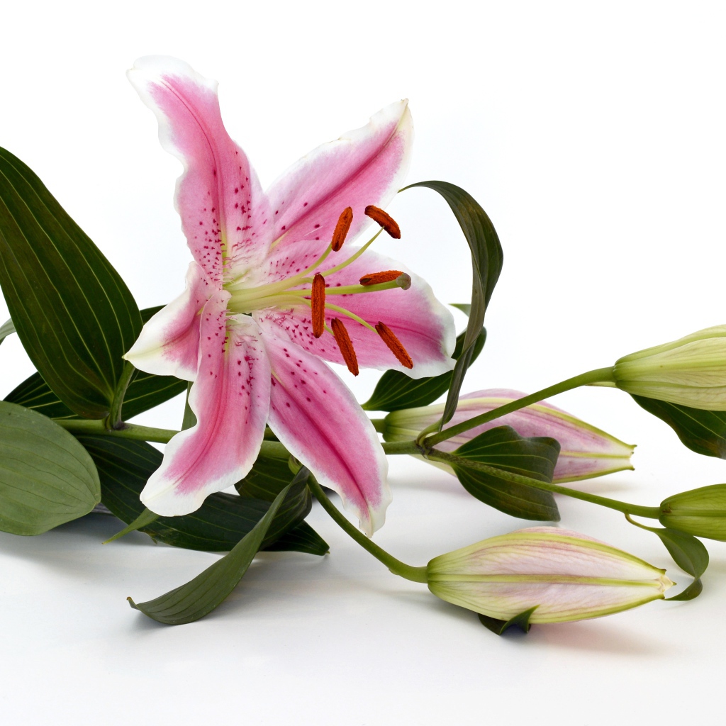 Розовая лилия с бутонами на белом фоне