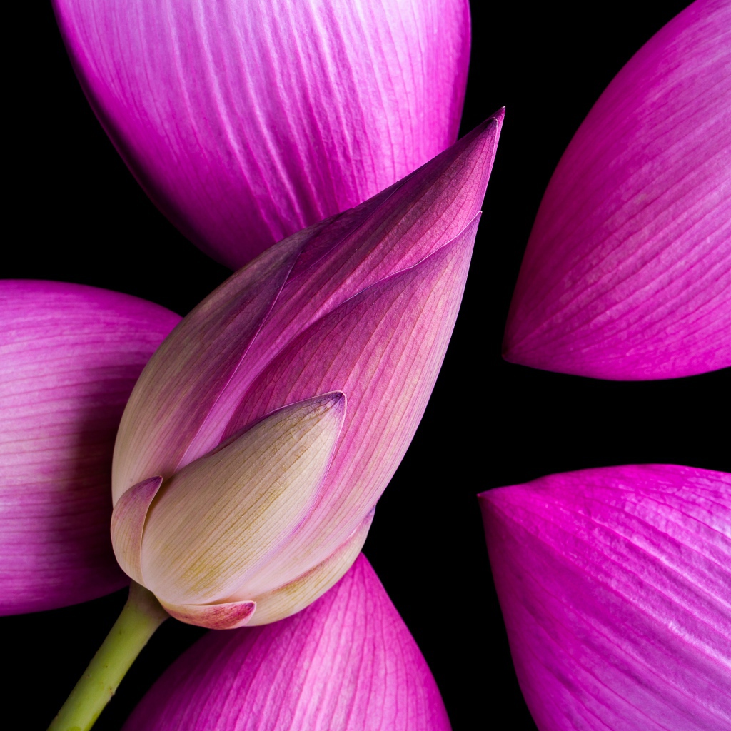 Розовые бутоны Лотоса на черном фоне