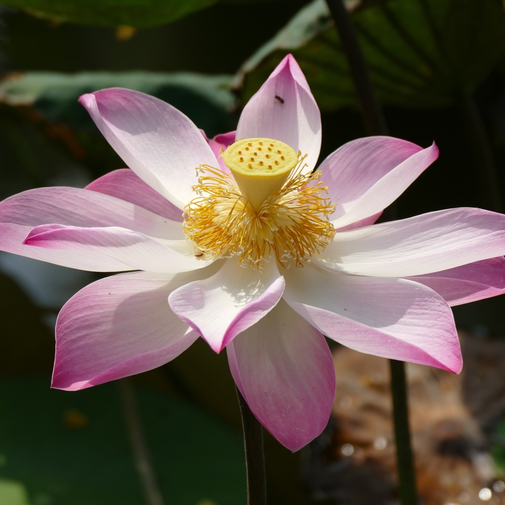 Розовый цветок лотоса распустился в пруду