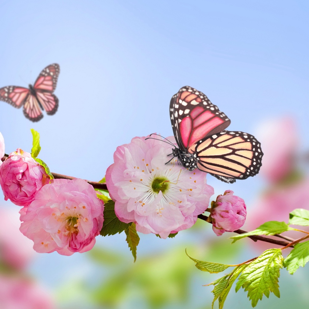 Розовые цветы луизеания на ветке с бабочками