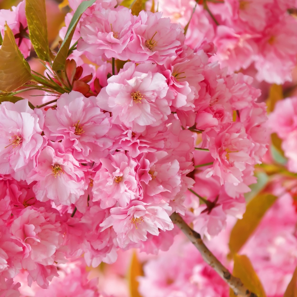 Розовые цветы луизеания на ветке с зелеными листьями