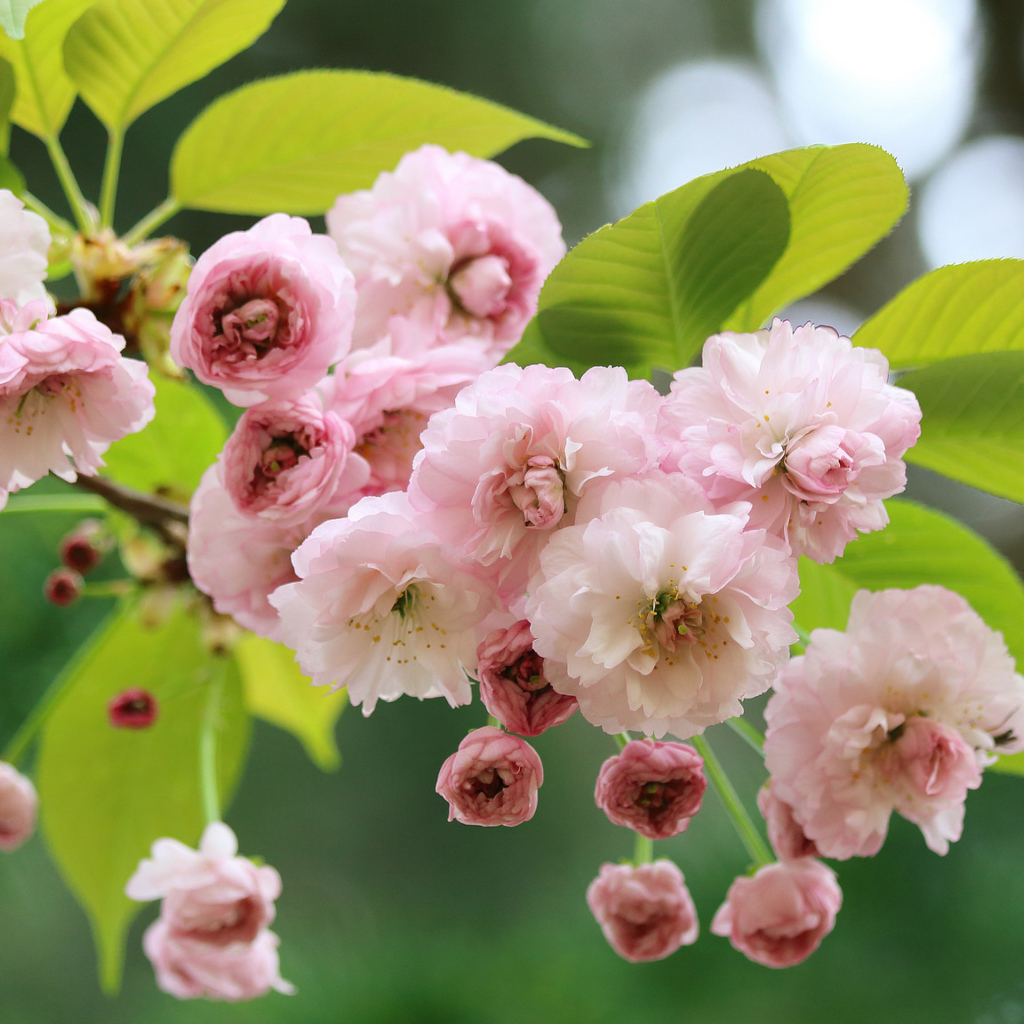 Розовые цветы луизеания с зелеными листьями на ветке 