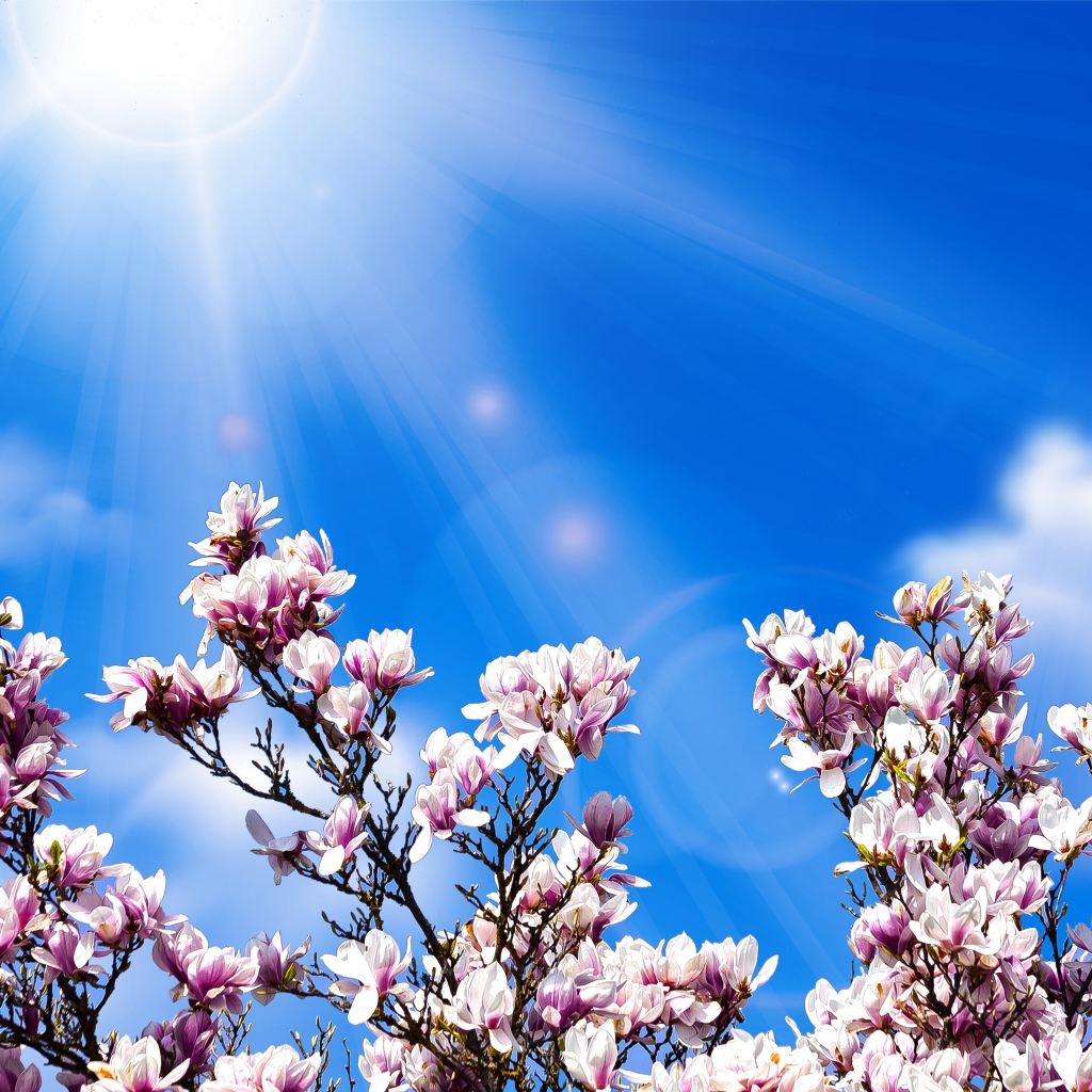 Розовые цветы магнолии на фоне голубого неба в лучах солнца 