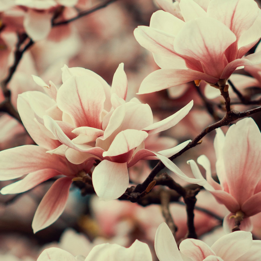 Розовые цветы магнолии на ветке дерева 