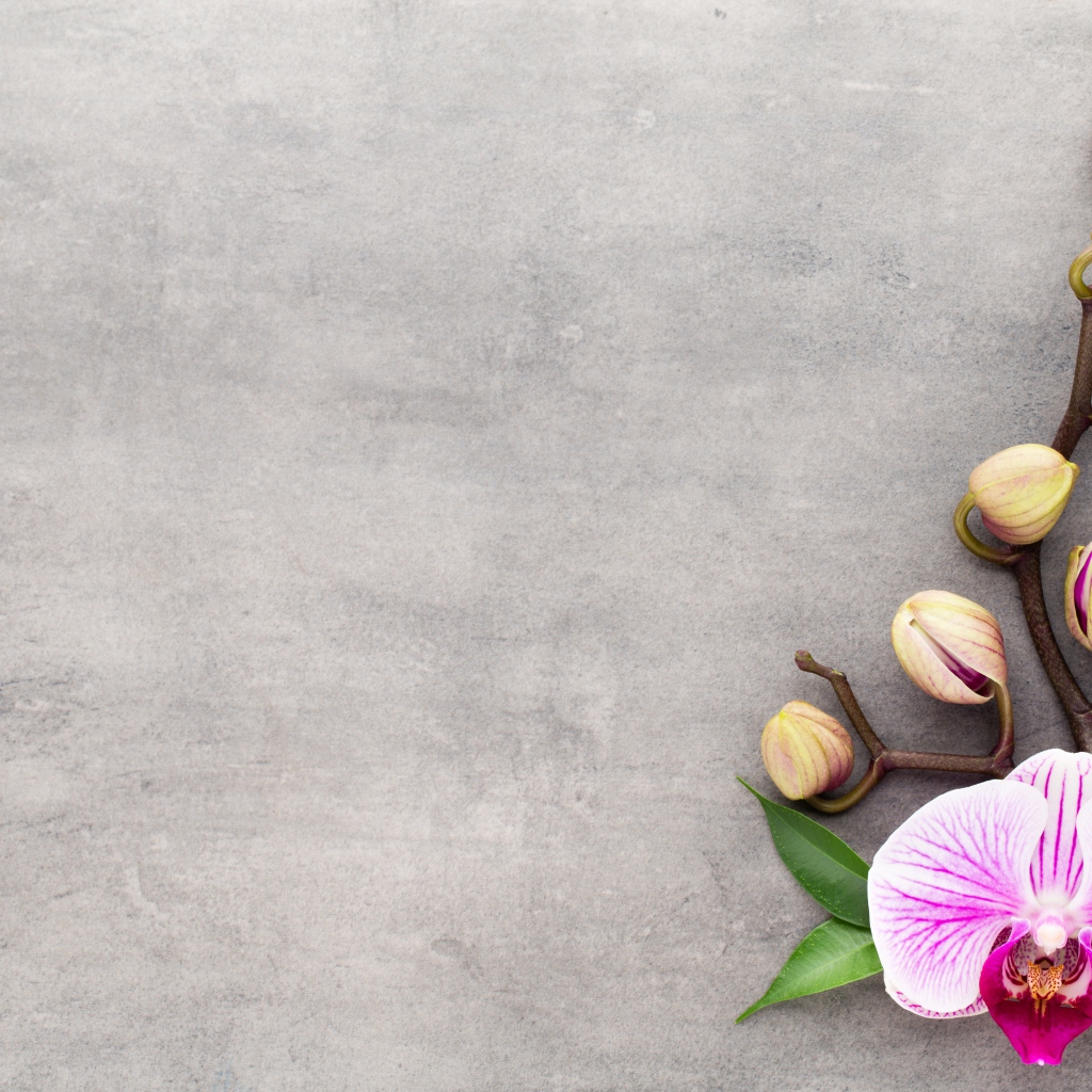 Розовый цветок орхидеи с бутонами на сером фоне
