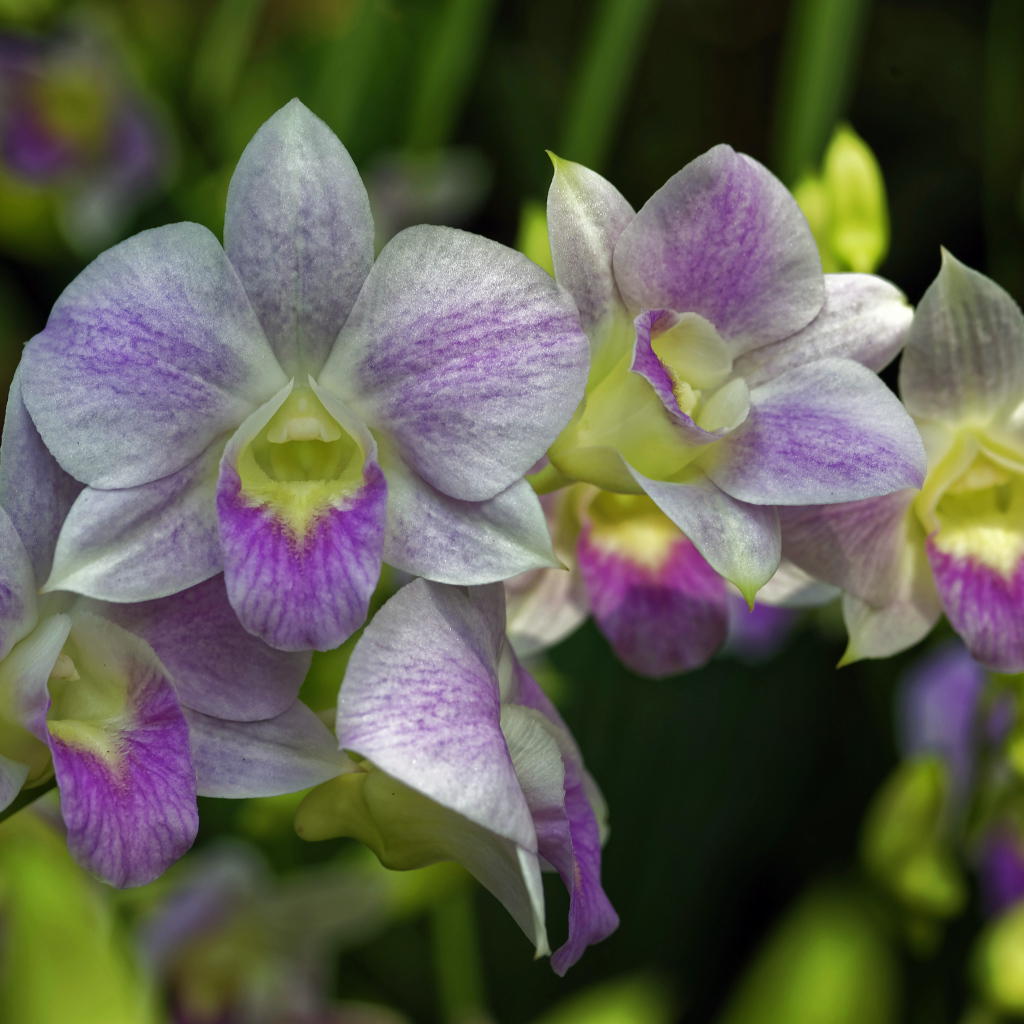 Розовые цветы орхидеи крупным планом