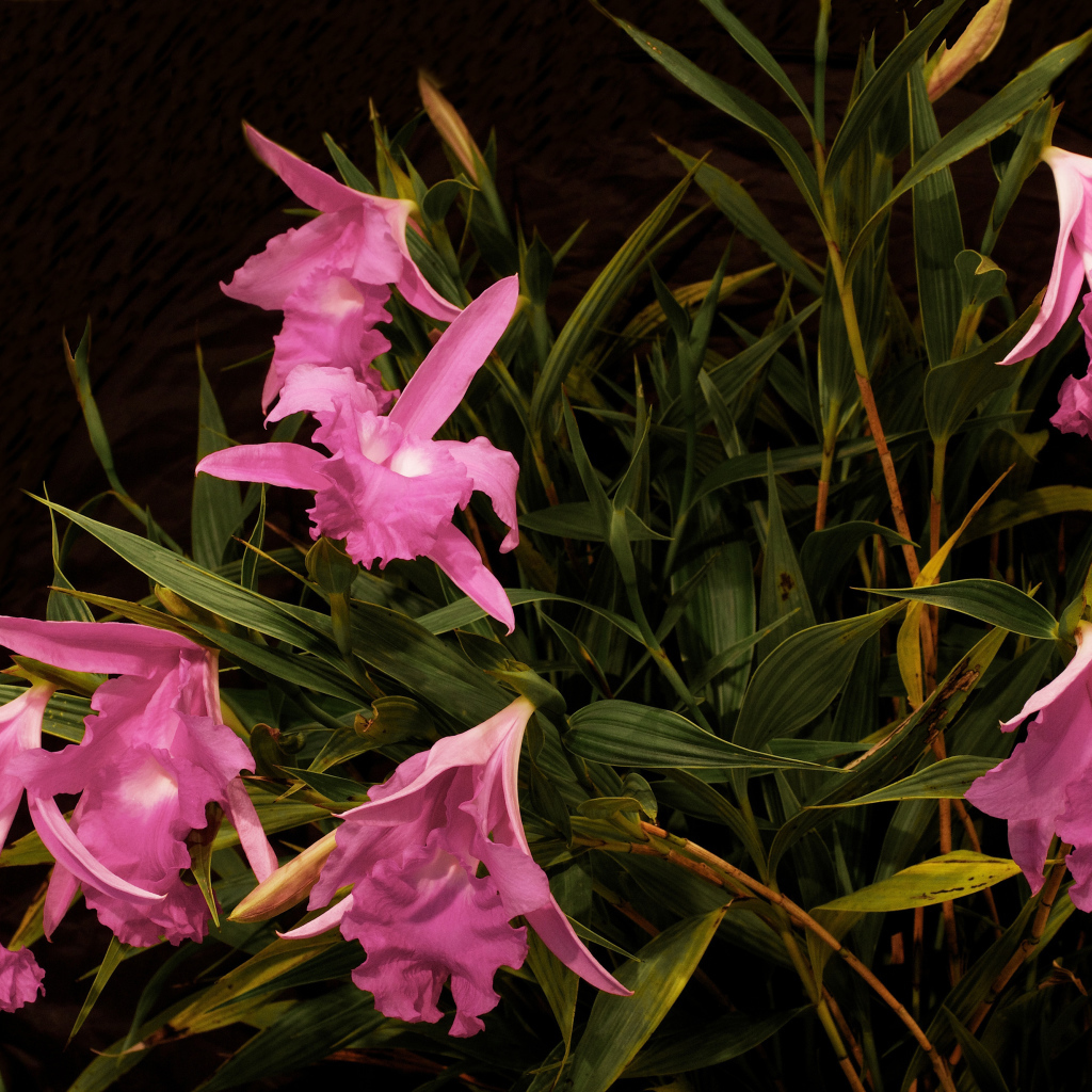 Розовые цветы орхидеи в зеленых листьях 