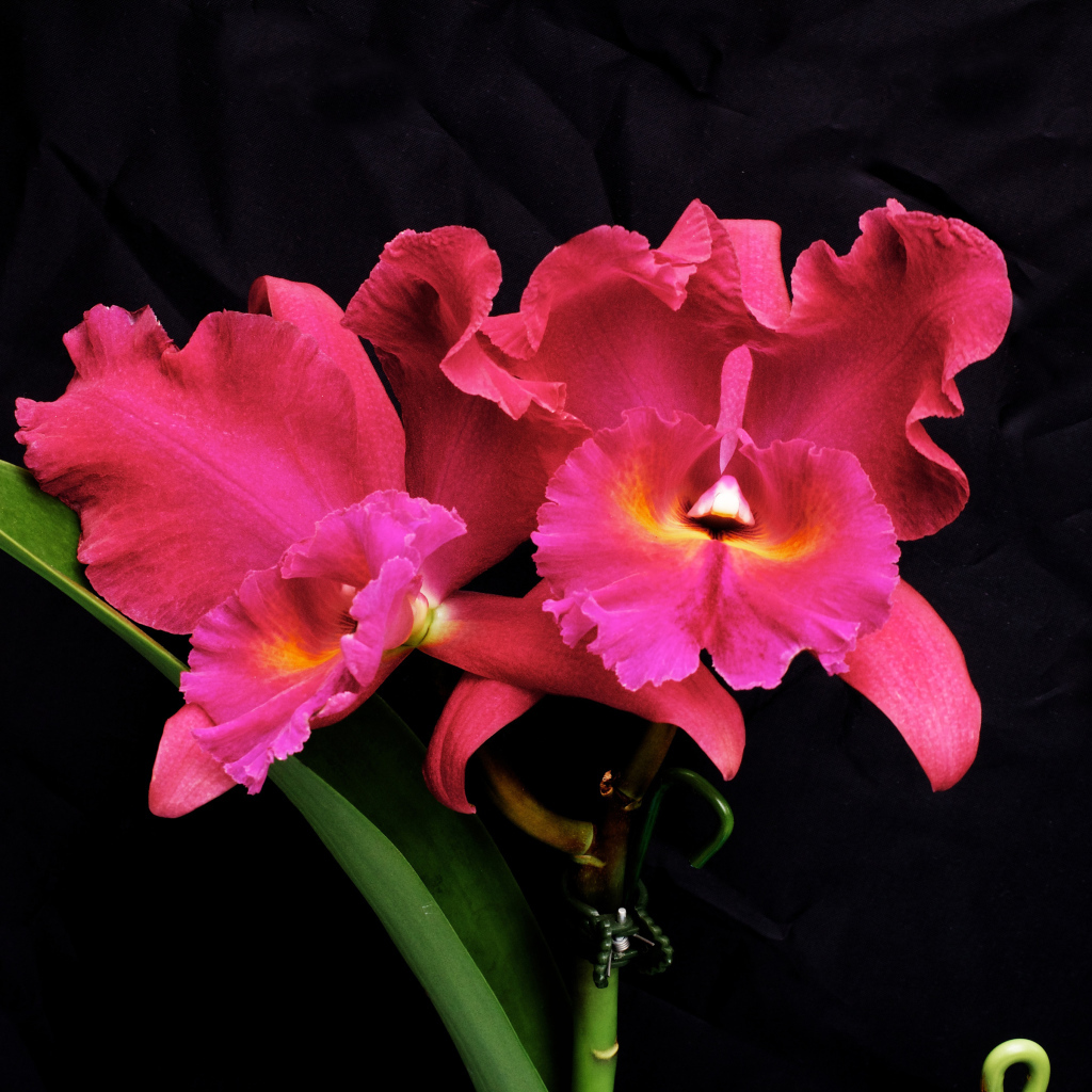 Розовые цветы орхидеи на черном фоне