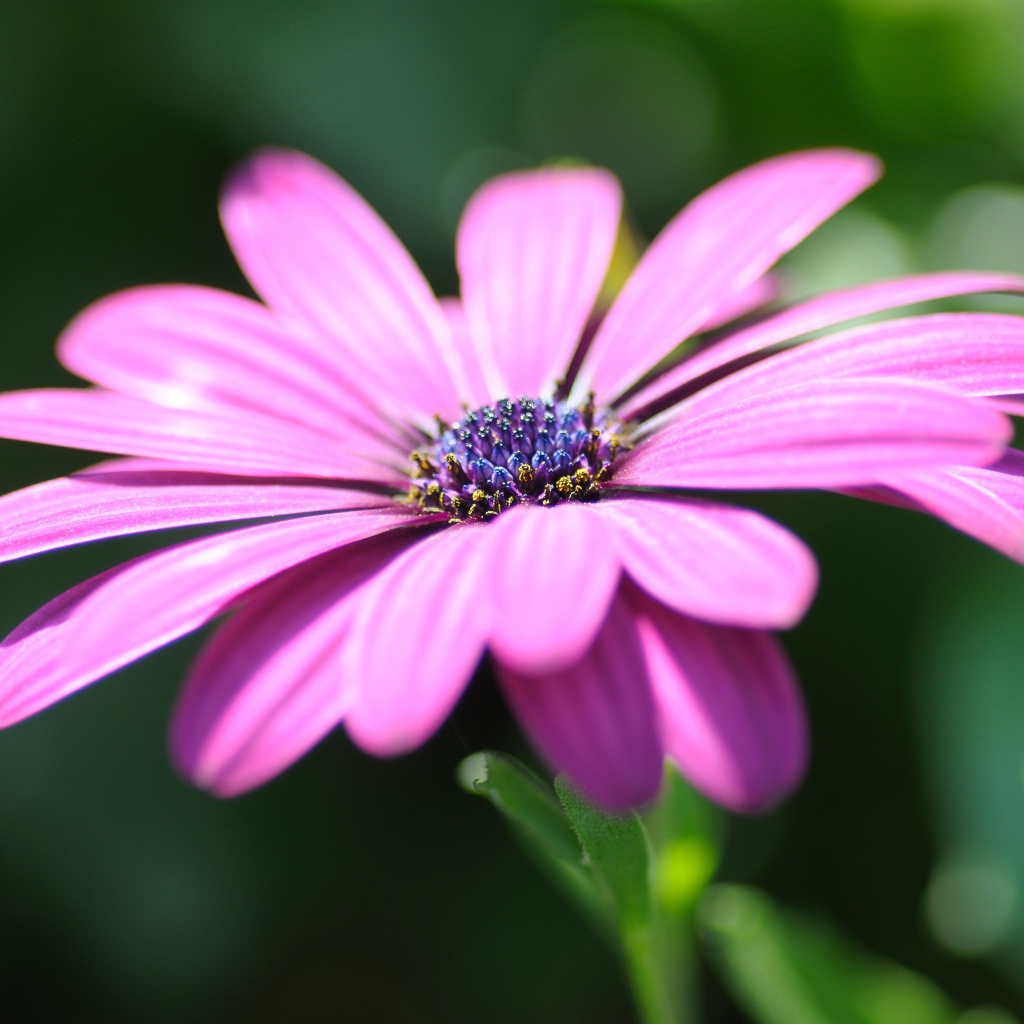 Розовый цветок остеоспермум крупным планом