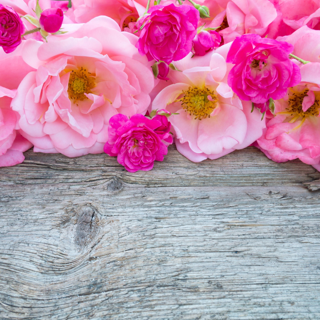 Розовые цветы парковой розы на деревянном столе 