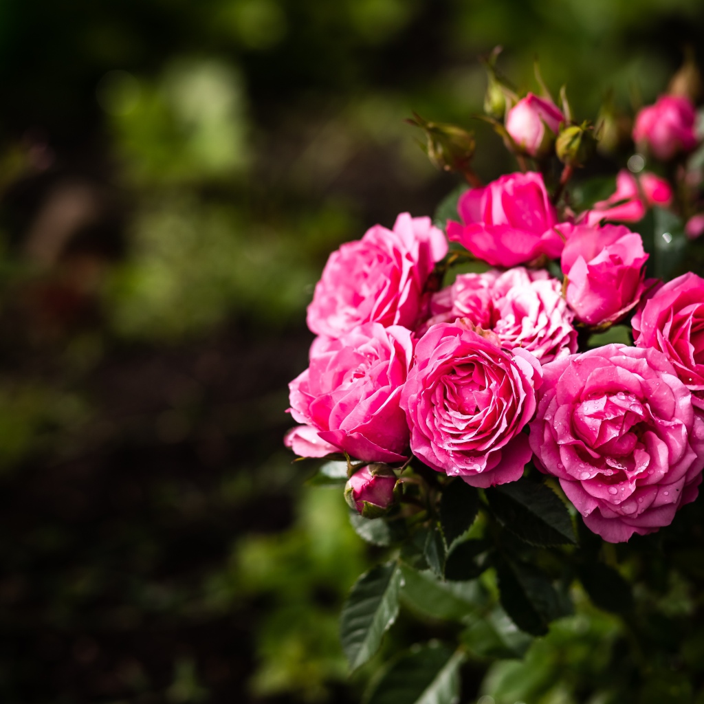 Розовые парковые розы с бутонами на клумбе 