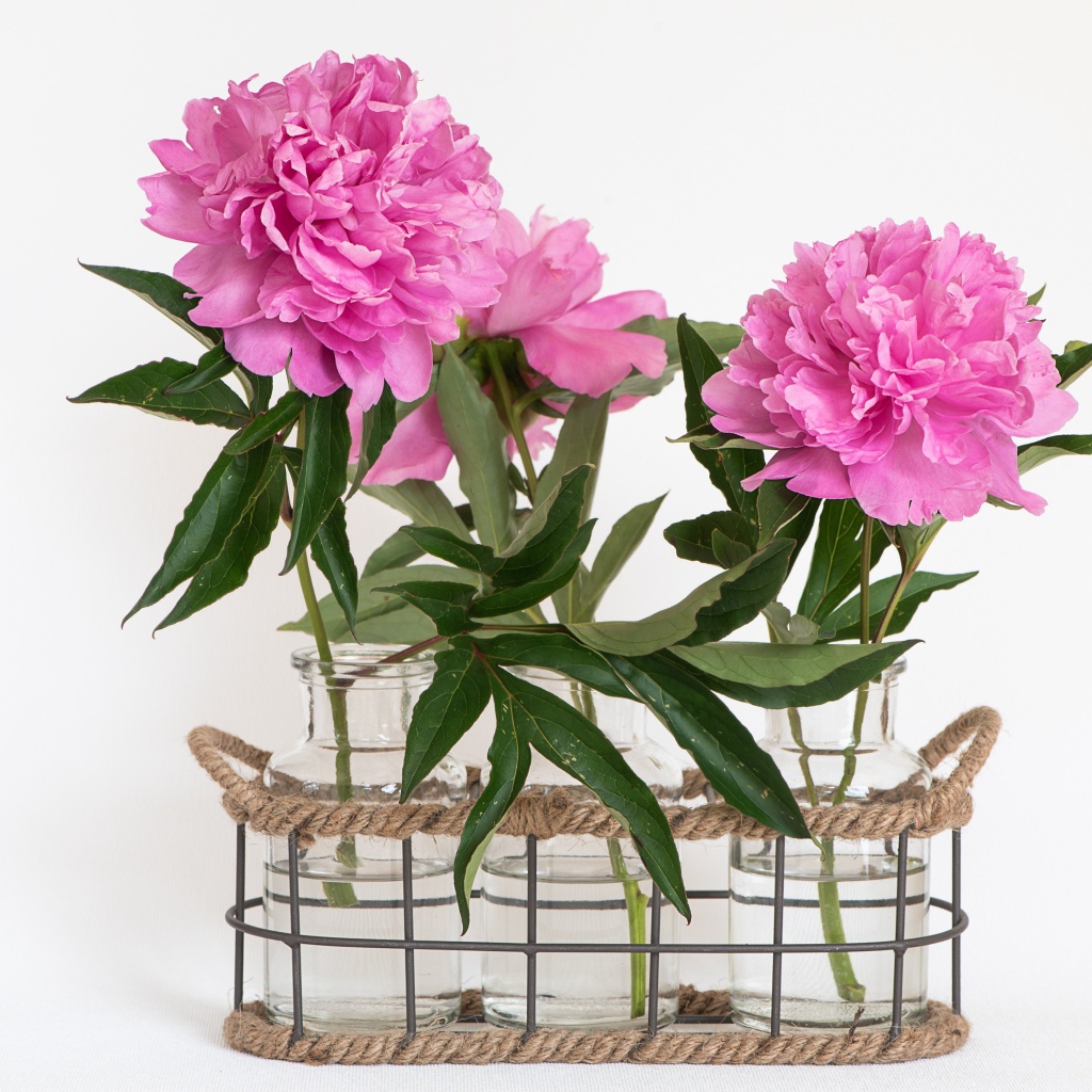 Розовые пионы в вазах на белом фоне