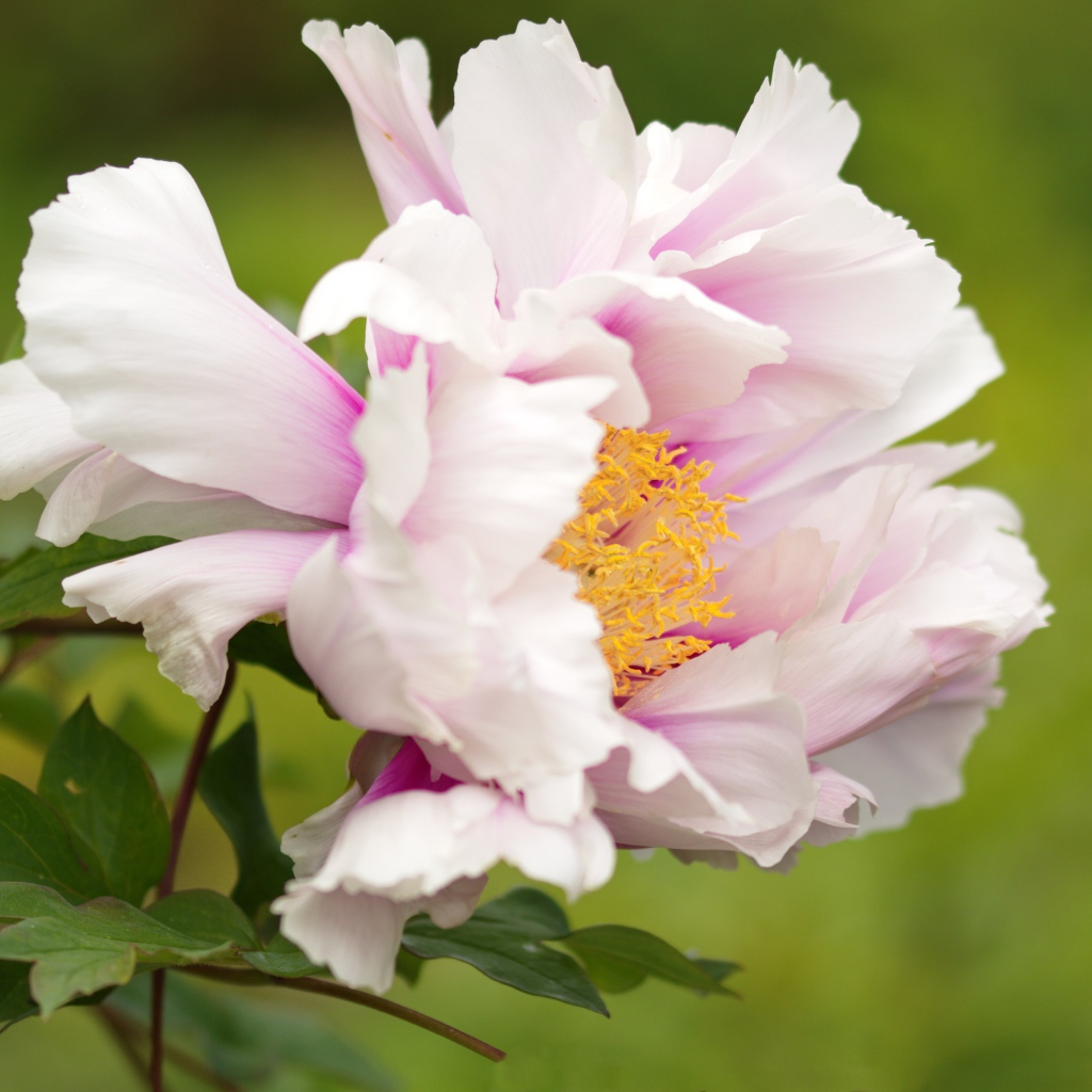 Розовый пион на зеленом фоне