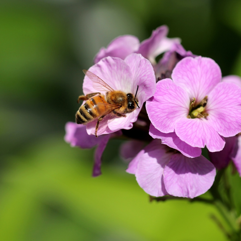 Розовый цветок флокса с пчелой 