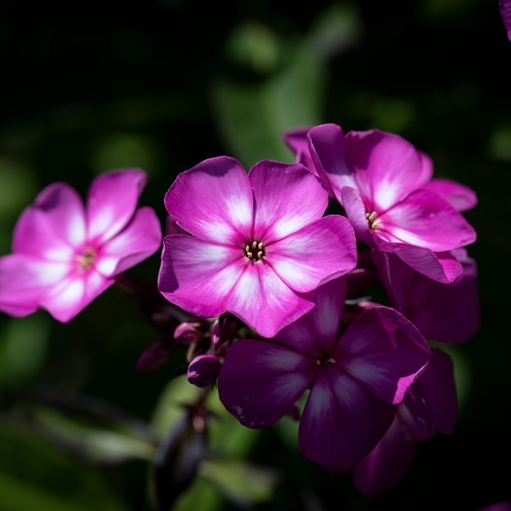 Розовые цветы флоксы крупным планом 